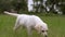 White little puppy Labrador walks on park.