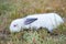 White little scared rabbit with black ears and red eyes, on green lawn background