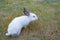 White little scared rabbit with black ears and red eyes, sniff t