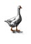 White live goose