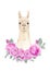 White Llama or alpaca portrait with roses wreath, watercolor hand drawn illustration isolated on white background.