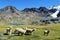 White llama in Andes mountains