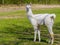 White llama cria