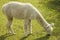 White llama eating grass