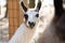 White llama on the farm, staring at the camera. High resolution image