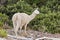 White llama grazing on Corsica island, France