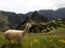 White llama lama glama animal at Machu Picchu ancient inca citadel sanctuary archaeology ruins Sacred Valley Cuzco Peru