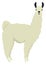 White llama Lama glama Flat vector illustration Isolated object