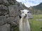 White Llama Machu Picchu Terrence