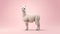A white llama standing on a vibrant pink background