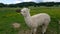 White llama stands by the fence and nibbles in the eco stall