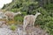 White llamas grazing on Corsica island, France