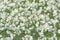 White lobelia flowers full frame