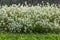 White Lobularia maritima or alyssum flowers with green leaves are in a park in summer