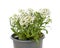 White lobularia in a pot