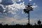 White Lodgepole Pine silhouetted against a blue Arizona sky