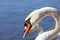 white lone Swan floating on the water