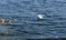 A white lone swan swims in a lake on a sunny windy spring day