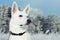 white lonely Berger Blanc Suisse dog watching to the snowy forest