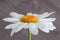 White lonely daisy flower on a green stem