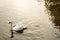 A white lonely swan floats on dark water