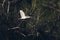 White long beaked bird flying