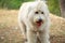 A white long hair dog standing in a field. Trees in the background, and a few wildflowers in the foreground.