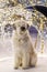 White long-haired South Russian Shepherd Dog on a street on a background of Christmas lights