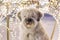 White long-haired South Russian Shepherd Dog on a street on a background of Christmas lights