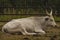 White long horn cow on dry grass in dark cloudy day