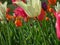 White Long Stem tulip in front of Pink and Orange Tulips