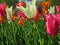 White Long Stem tulip in front of Pink and Orange Tulips