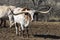 White Longhorn with brown brindle spots