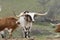 White Longhorn bull with very long horns