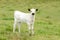 White Longhorn Calf