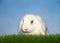 White lop eared bunny in grass