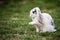 White lop rabbit with black speckles with long floppy ears