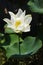 White lotus