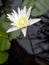 The white lotus bloomed in the pool