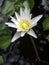 The white lotus bloomed in the pool