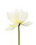 White lotus blooming isolated white