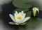White Lotus Blossom Waterlilies