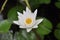White Lotus blossomed in the pond, closeup