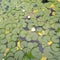White Lotus floating on the lake