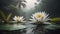 white lotus, floating in a mysterious lake, gentle blur, fog, twilight, Illustration