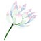 White lotus. Floral botanical flower. Watercolor background illustration set. Isolated lotus illustration element.