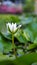 White lotus flower alone in the pond