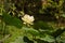 White lotus flower, aquatic flower plant related toreligion