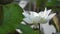 White lotus flower blowing in wind