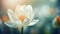 White lotus flower on blurred nature background with bokeh